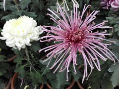 -廊坊文化艺术中心