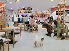 -喵园·猫主题咖啡厅·撸猫·猫咖(国贸店)