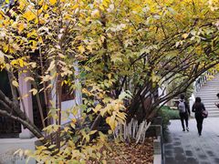 -十八棵（老龙井）御茶园(老龙井店)