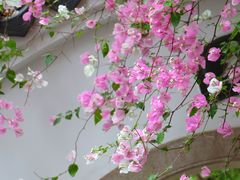 -深圳国际园林花卉博览园