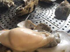 特大蒸生蚝-蚝专家(北滘店)
