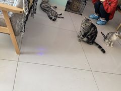 -平行世界·猫咖(首经贸店)