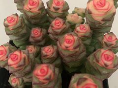 -大自然花鸟鱼虫市场