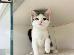 -lincat·猫舍(广州店)