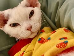 -猫腻·猫咖·撸猫馆(星光大道店)