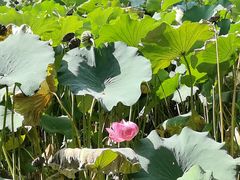 -莲池书院博物馆