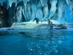 -帝企鹅自助餐厅•儿童岛•真企鹅(长隆企鹅酒店)