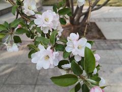 -石家庄市植物园