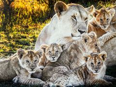 -罗红摄影艺术馆