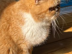 -伟伟宠物医院·CT影像中心·瑞派犬猫综合性门诊(汉口总院)