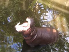 -清迈夜间动物园