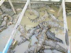-洞里萨湖