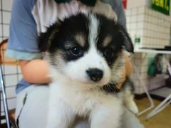 -霸王牛肉(天秀景地店)