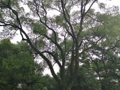 -杭州花家山庄