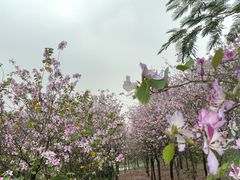 -广东花都湖国家湿地公园
