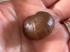 -阿男野栗王(金门路店)