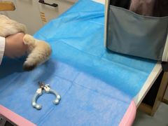 -瑞派·关忠动物医院·猫专科·犬专科(三环新城店)