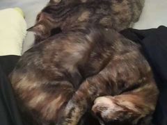 -纳吉亚猫专科动物医院博雅分院