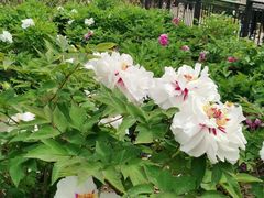 -黑龙江省森林植物园