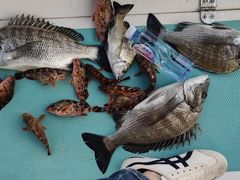 -鑫艋游艇海钓俱乐部