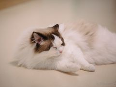 -猫在这儿猫咪咖啡馆·撸猫馆