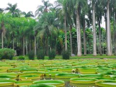 -中国科学院西双版纳热带植物园