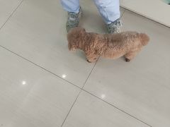 -全心全意连锁动物医院·微创中心·内科急重症·心脏专科(丰管路店)