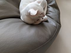 -飞行喵MR PILOT|猫舍·猫咖(静安大融城店)