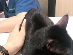 -瑞派紫金宠物医院24小时·骨科·中兽医·重症转诊中心(番禺大石院)