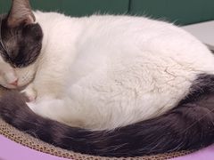 -安格丽娜·狗咖·猫咖羊驼咖(春熙路百盛商场店)