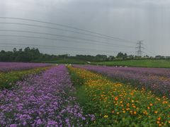 -紫颐香薰山谷景区