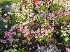 -北京市海淀外国语实验学校