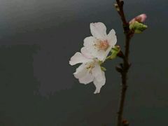 -天适樱花悠乐园