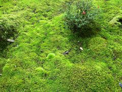 -西芳寺(苔寺)
