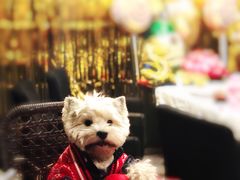 -百好乐宠物友好餐厅(朝外大街店)