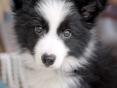 -翊宠yipet猫狗购宠庄园犬舍•猫舍