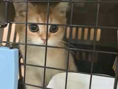 -瑞鹏宠物医院·宠保定点·心脏科·内科(御桥分院)