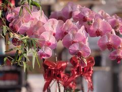 -FEI FEI FLOWER鲜花店·气球派对·宝宝宴布置(虹口德必运动Loft店)