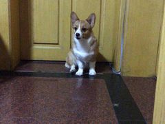 -佳雯宠物医院(金华南路分院)