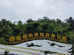 -西双版纳原始森林公园