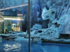 景观位-帝企鹅自助餐厅•儿童岛•真企鹅(长隆企鹅酒店)