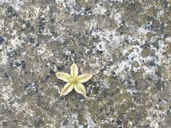 -石排湾郊野公园
