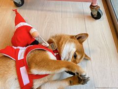 -柴犬高等学院·狗咖·柴犬售卖·宠物训练
