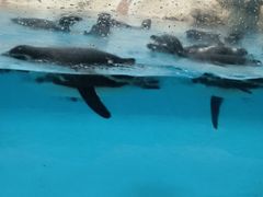 -帝企鹅自助餐厅•儿童岛•真企鹅(长隆企鹅酒店)