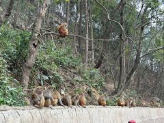 -黔灵山公园