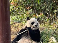 -杭州野生动物世界