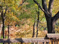 -上海共青森林公园