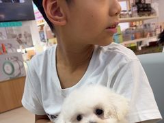 -翊宠yipet猫狗购宠庄园