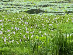 -白鹭湾湿地公园