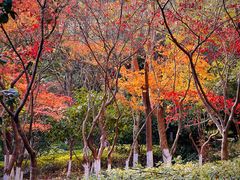 -杭州半山国家森林公园